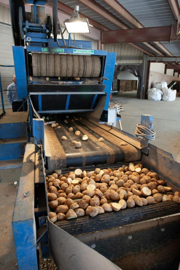correias-transportadoras-carregando-babata-no-agronegocio